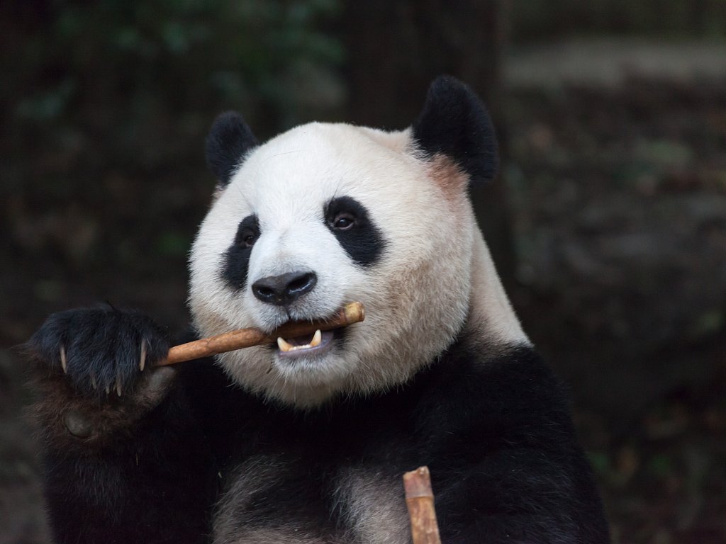 Chengdu 2017 Oct