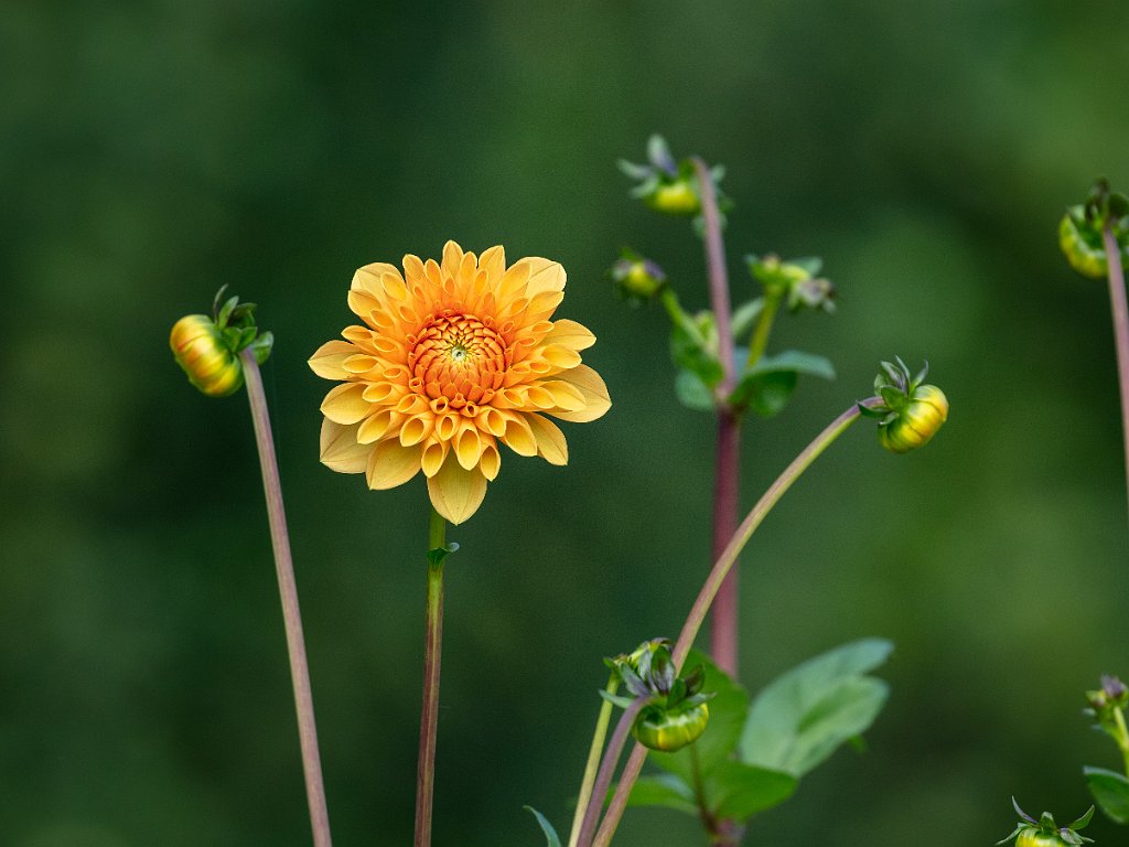 Basel Merian Gardens 2020 Sep - Oct